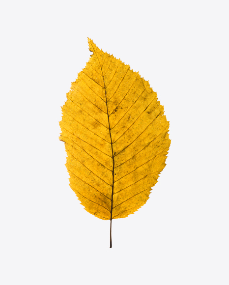 Yellow Dried Aspen Tree Leaf