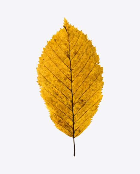 Yellow Dried Aspen Tree Leaf