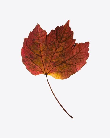 Red Dried Maple Tree Leaf