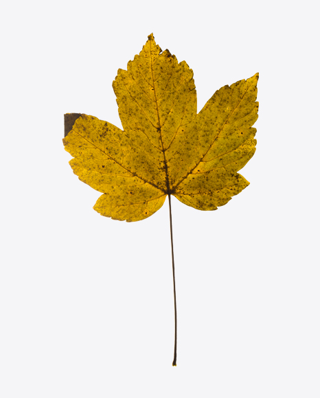 Yellow Dried Maple Tree Leaf
