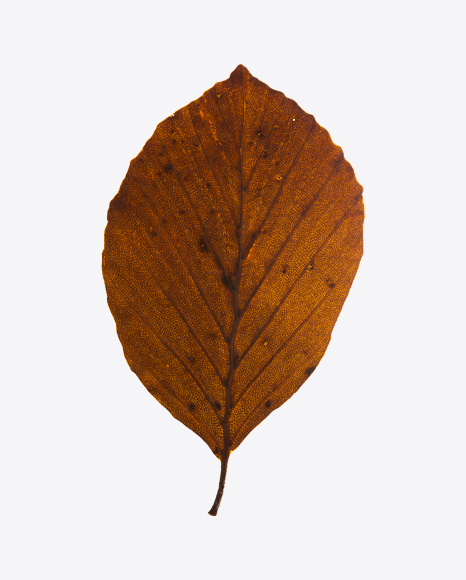 Red Dried Alder Tree Leaf