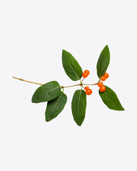 Tree Branch with Orange Berries PNG