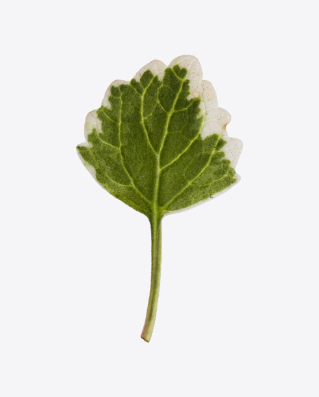 Incense Plant Leaf