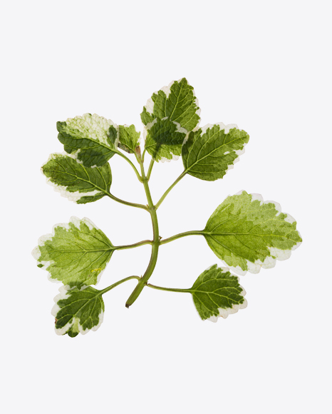 Incense Plant Branch