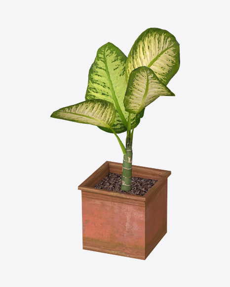 Dieffenbachia PNG