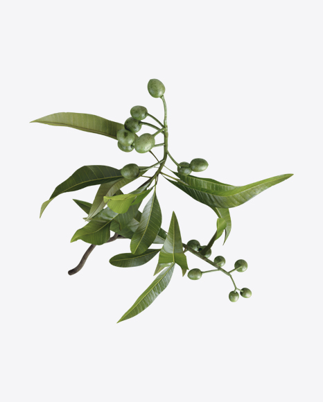 Olive Tree Branch with Olives PNG