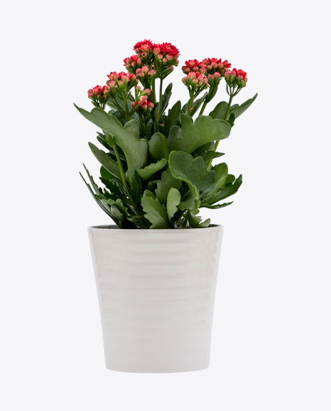 Red Flaming Katy in Pot
