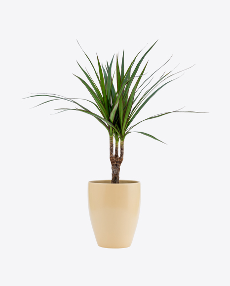 Dracena Marginata in Ceramic Pot