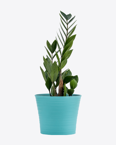 Zamioculcas in Green Pot