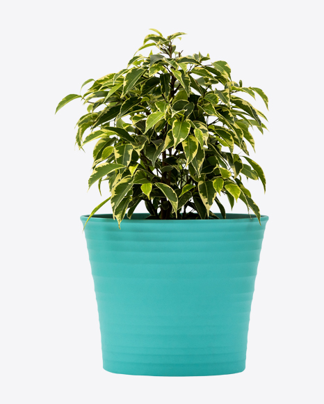 Ficus Kinky in Green Pot