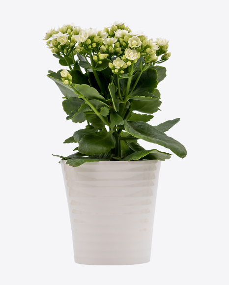 White Flaming Katy in Pot