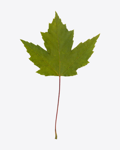 Maple Tree Leaf
