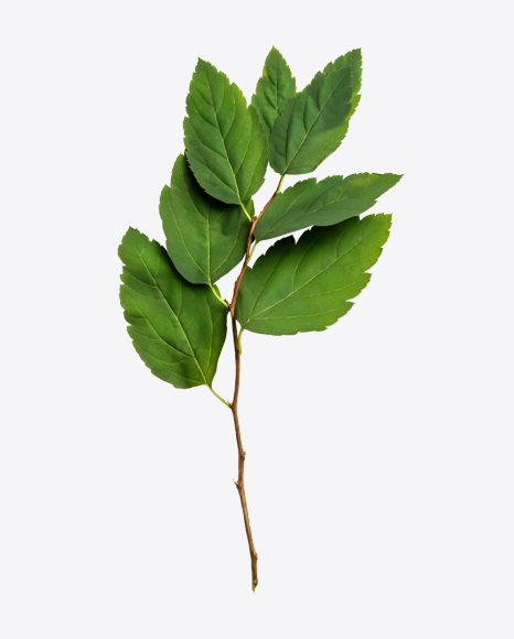 Green Tree Branch PNG
