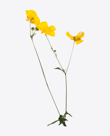 Dried Meadow Buttercup Branch
