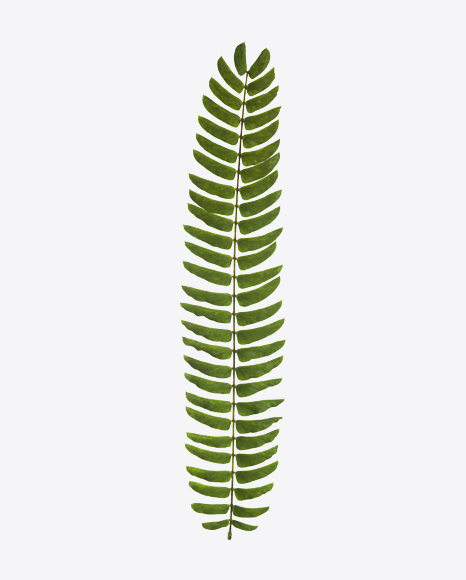 Fern Branch