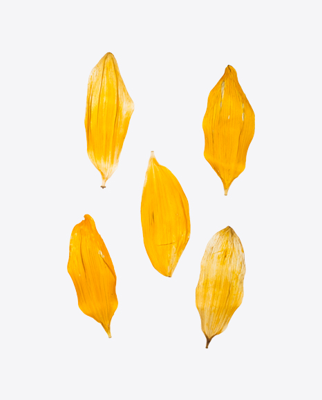 Dried Yellow Petals Set