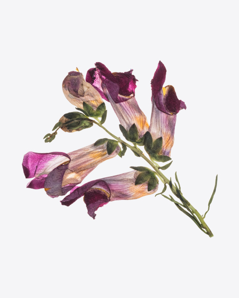Dried Flower Branch
