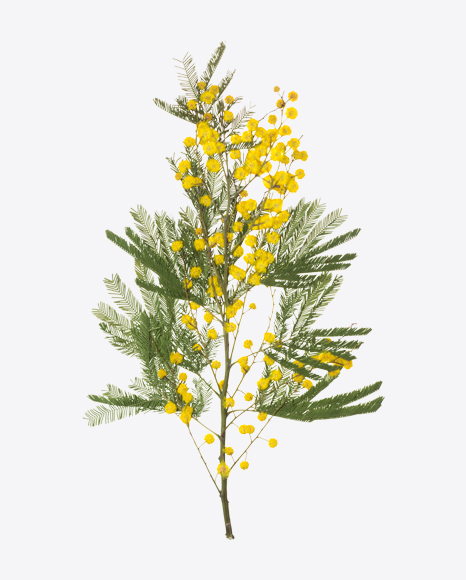 Yellow Acacia Branch