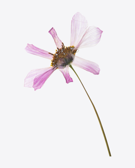 Dried Flower