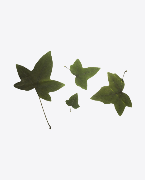 Maple Tree Leaves