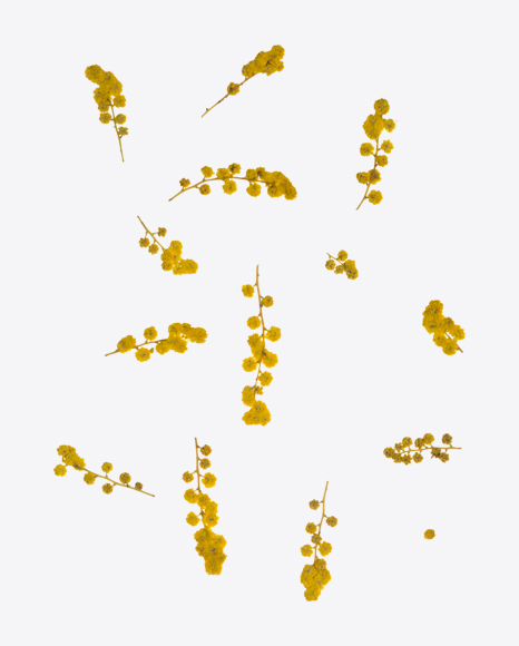 Yellow Acacia Branches Set