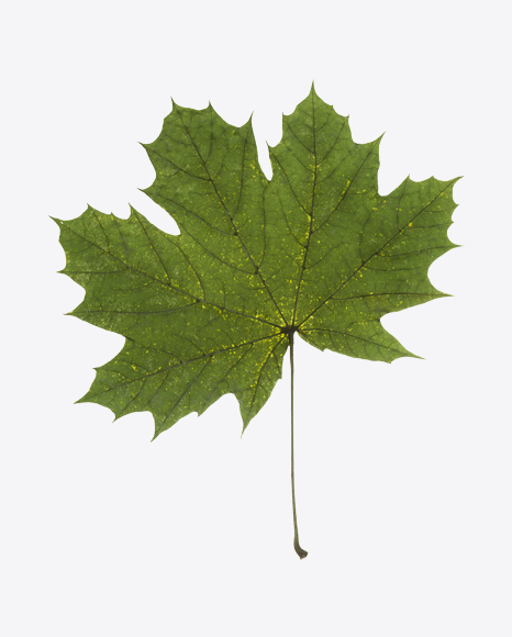 Maple Tree Leaf