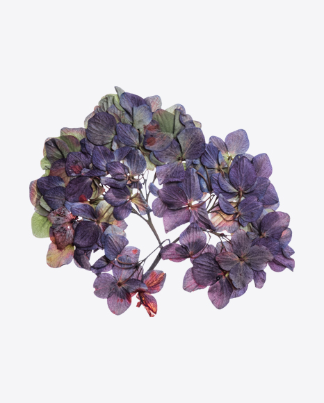 Dried Violet Hydrangea Flower
