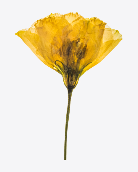 Dried Yellow Flower