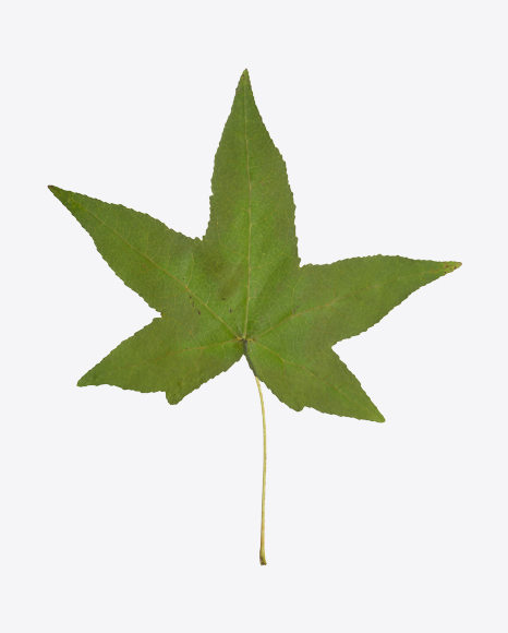 Maple Tree Leaf