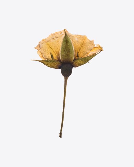 Dried Rose