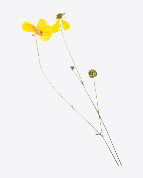 Dried Meadow Buttercup Branch