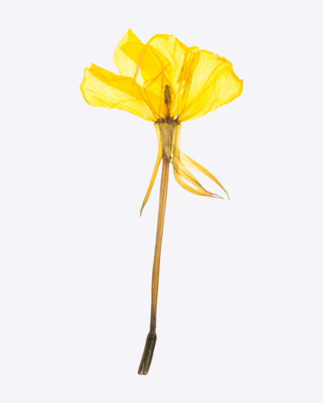 Dried Yellow Flower
