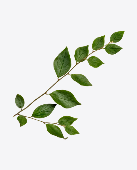 Green Tree Branch PNG