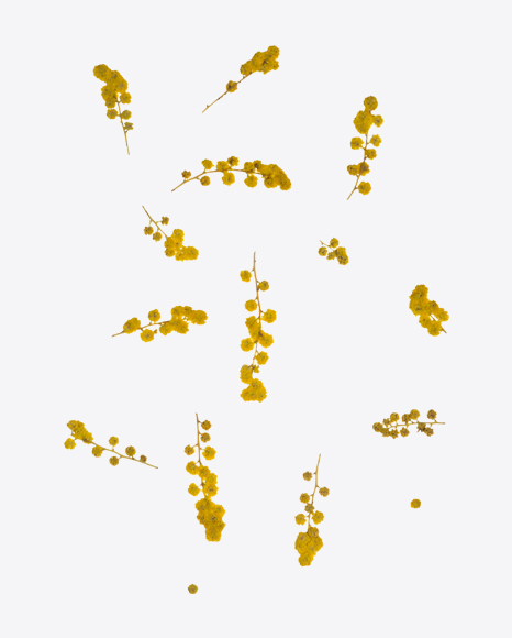 Yellow Acacia Branches Set