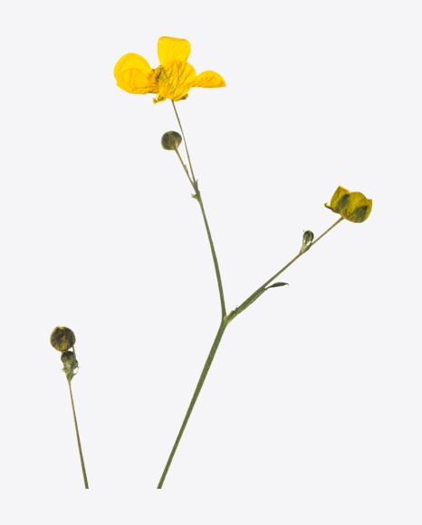 Dried Meadow Buttercup Branch
