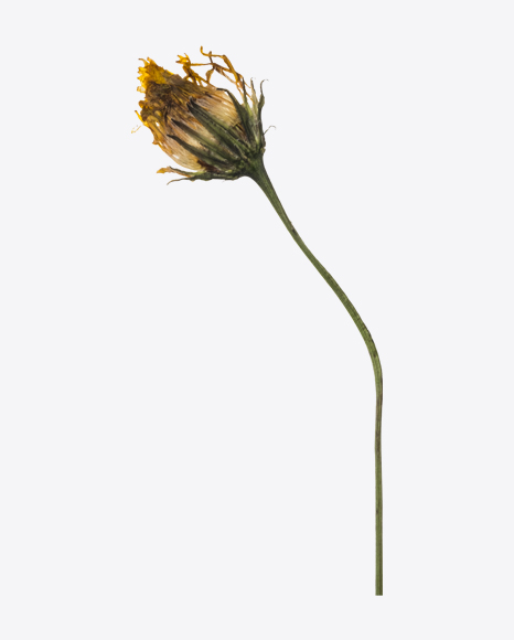 Dried Dandelion Flower