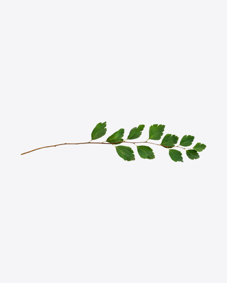 Birch Tree Branch PNG