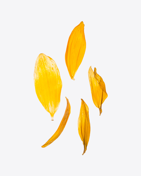Dried Yellow Petals Set