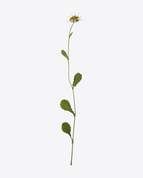 Dried Camomile Flower