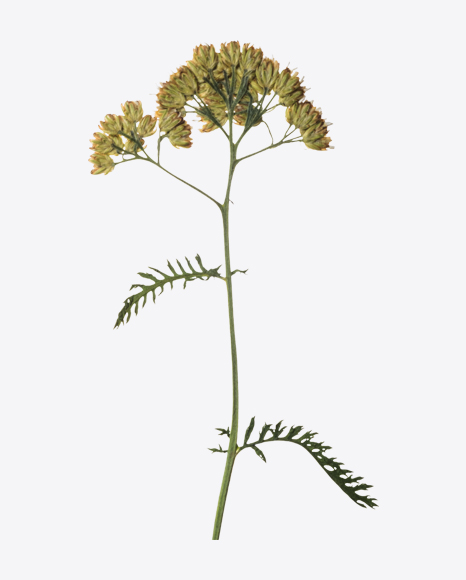 Dried Yarrow Branch