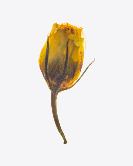 Dried Yellow Flower