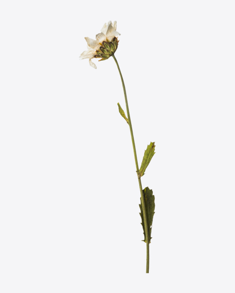 Dried Camomile Flower
