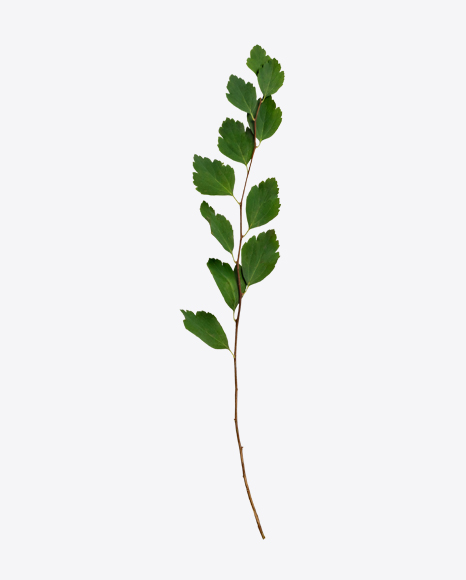 Birch Tree Branch PNG