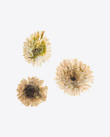 Three Dried White Chrysanthemum Flowers
