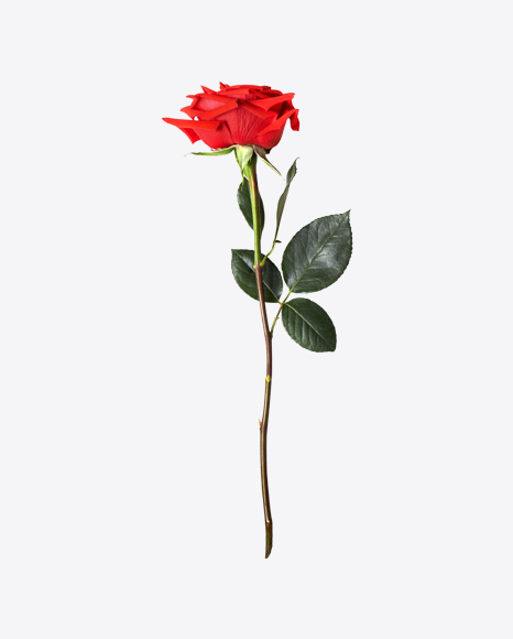 Red Rose PNG