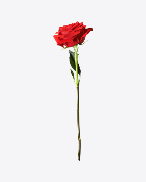 Red Rose PNG