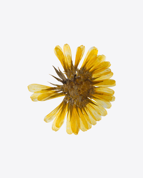 Dried Yellow Flower
