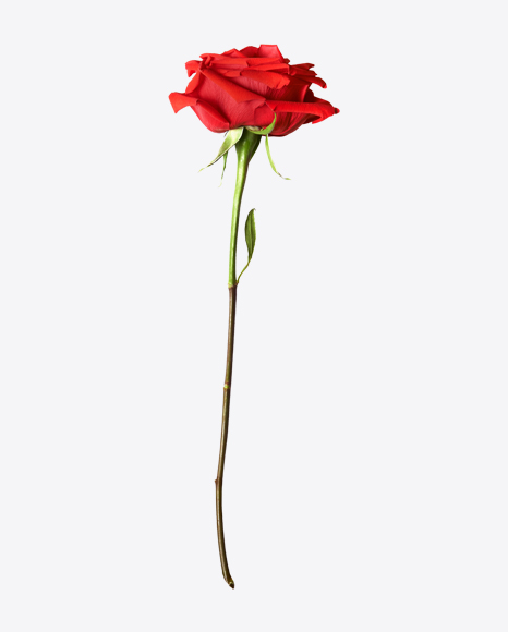 Red Rose PNG