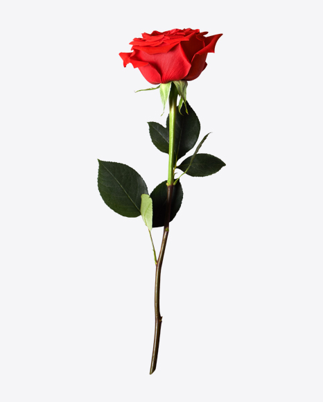 Red Rose PNG