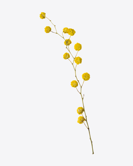 Yellow Acacia Branch